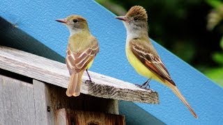 Great Crested Flycatcher Nest Box Documentary [upl. by Nodnek]