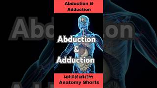 Abduction and Adduction Movements anatomy biology science body shorts [upl. by Brindell]