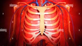 Thorax lungs normal function respiration mean inhalation amp exhalation clinical correlates 🫁 [upl. by Jacinda]