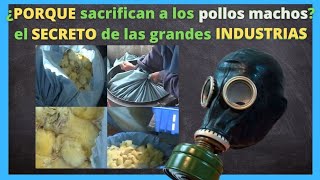 El porqué la industria de incubación sacrifica a los pollos machos de la línea de gallinas ponedoras [upl. by Eenar]