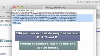 NCBI Blast Tutorial [upl. by Georgina]