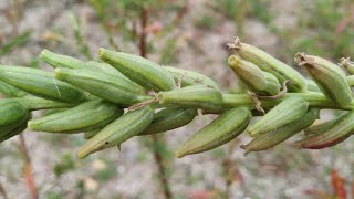 Evening Primrose Oenothera biennis was once a staple food [upl. by Gaylord]