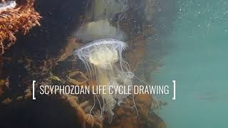 Scyphozoan Life Cycle Drawing [upl. by Lraed]