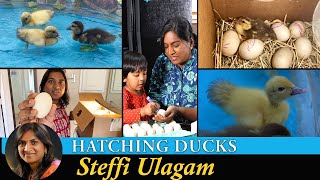 Hatching Duck Eggs in Tamil  Homemade Incubator for Duck Eggs in Tamil [upl. by Eelyme]