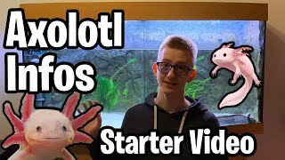 Starter Video Infos zur Axolotl Haltung  Aquarium  Ambystoma Mexicanum deutsch [upl. by Philpot]