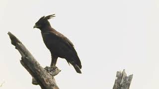 Lophaetus occipitalis águila crestilarga  longcrested eagle [upl. by Tucky]