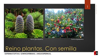 Reino plantas Con semilla Espermatofitas Gimnospermas Angiospermas [upl. by Caundra928]