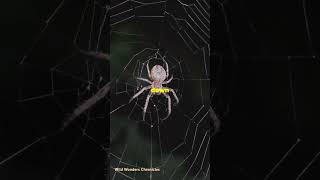 Goliath BirdEating Spider Natures Giant Predator [upl. by Libna]