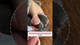 After Getting Scratched for 5 Years THIS Saved My Lifecatsofyoutube catlover catcute petcare [upl. by Lemuelah]