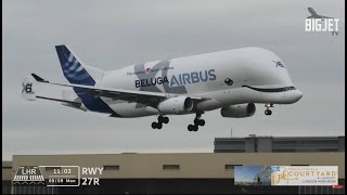 Airbus Beluga XL lands at Heathrow Airport for the very first time [upl. by Eimmak]