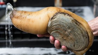 Facts The Pacific Geoduck [upl. by Condon917]