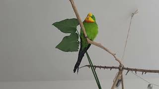 Barraband parakeet sounds 8 min [upl. by Libys571]