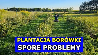 Zostałem Plantatorem Borówki Spore Problemy z Borówkami Uprawa Borówki amerykańskiej Krok po Kroku [upl. by Inez]