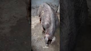 Cerdos Duroc  cuáles son los beneficios de los cerdos duroc  pig porcicultura [upl. by Aihsaei364]