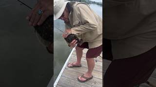 Fishing Fripp Island for flounder nature fishing explore adventure flounder [upl. by Illak]