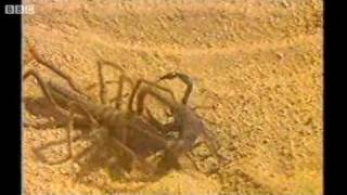 Camel Spider attacking a Scorpion [upl. by Tarton530]