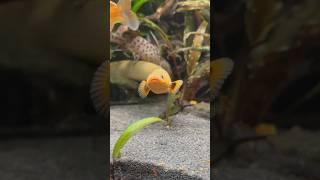 Rope Fish In A Planted Fluval Roma [upl. by Mattland]