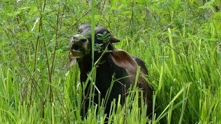 Funciones de la Producción de Pastos y Forrajes  TvAgro por Juan Gonzalo Angel [upl. by Joellyn]