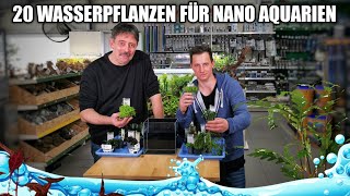 20 geeignete Wasserpflanzen für das Nano Aquarium [upl. by Ecirtnas576]