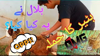 بلال نے یہ کیا کیا؟ بٹیر نے نیلے کبوتر پر حملہ کیا [upl. by Suivatram]