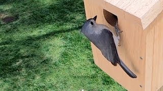 Tufted Titmouse at Birdhouse 10178 [upl. by Atikir18]