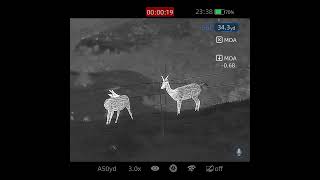 Pest control fallow deer 22lr 40gr subsonic Infiray Rico mk2 rh50r [upl. by Ahsinauq]