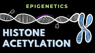 Histone Acetylation  Epigenetics  GATECSIRNET [upl. by Zizaludba580]