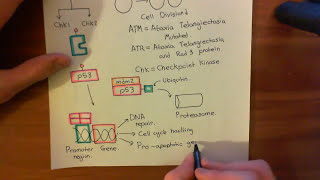 Mitomycin C Part 5 [upl. by Annahoj]