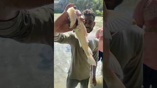 আজকে আমরা জমির জল মেরে মাছ ধরলাম 🐟🐟fishing fish shots shortfeed youtube minivlog shortvideo [upl. by Annadroj]