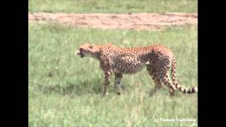 Cheetah chasing Thomsons Gazelle in Ngorongoro Crater [upl. by Bradleigh]