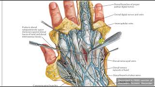 Dorsum of hand skin amp fascial spaces [upl. by Alf]