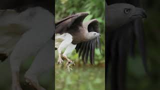 birds wildlife canonr5 eagle bird nature Greyheaded fish eagle dived Nov 14th [upl. by Tennek]