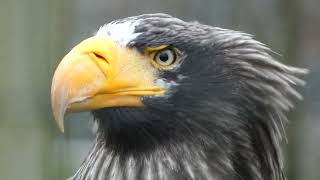 Stellers sea eagle animal [upl. by Annat440]