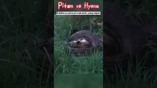 Piton vs Hyena Kekalahan Pencuri Makanan yang Kejam shortvideo ularmematikan shorts [upl. by Shuler401]