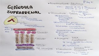 Glándula suprarrenal Aldosterona Cortisol DHEA Androstenediona [upl. by Hasila250]