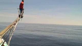 Blue Fin Tuna Fishing in the Gulf of Maine Harpoon [upl. by Otte]