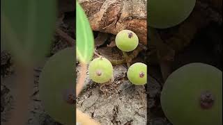 Ficus racemosa Moraceae family nature forestflower trending fruit natureforest floragarden [upl. by Groves127]