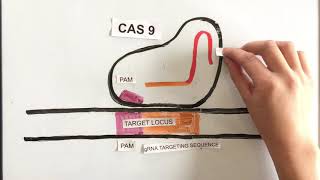 How Does CRISPRCas9 Work Simple Explanation [upl. by Gusty]