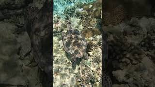 Sea Turtle from Maldives [upl. by Yenaffit427]