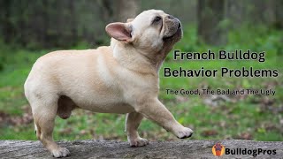 10 Types of French Bulldog Behavior Problems [upl. by Lail]