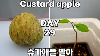 슈가애플 씨앗 발아  How to Grow Sugar Apple Custard Apple from Seeds [upl. by Naes788]