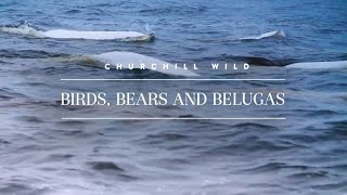 Birds Bears and Belugas  Seal River Heritage Lodge  Churchill Wild Polar Bear Tours and Safaris [upl. by Fernand]