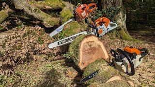 Why is Ash Dieback dangerous Very Angry Stihl MS 200T ported Husky 365 amp Stihl 500i get firewood [upl. by Schulein]