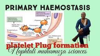 primary Haemostasis platelet plug formation [upl. by Henley]