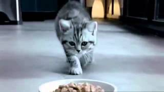 Whiskas Kitten TV advert [upl. by Weinberg]