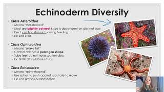 Phylum Echinodermata updated [upl. by Ynnad]