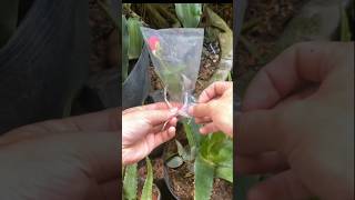 Experiment when growing rose in alovera uses sort propagation [upl. by Bardo213]