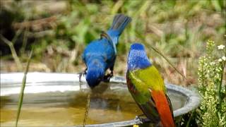 The Painted Bunting Plus Two [upl. by Nevaeh]