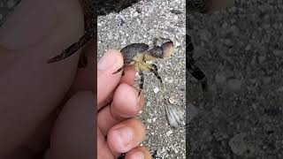 Baby Stone Crabs look like mud crabs but are ILLEGAL to use for bait [upl. by Flem]