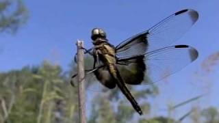 Dragonfly action in slow motion [upl. by Llednyl]